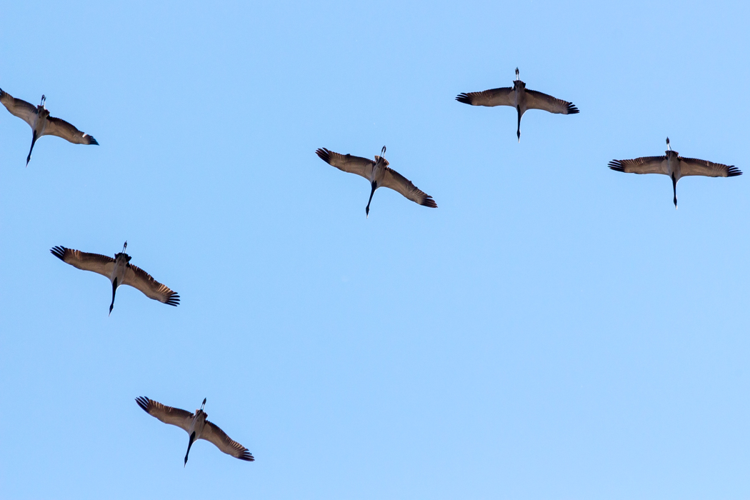 Demoiselle Crane
