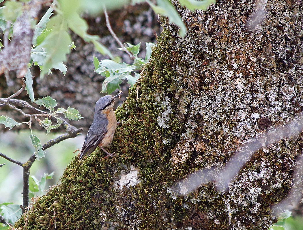 Eurasian Nuthatch