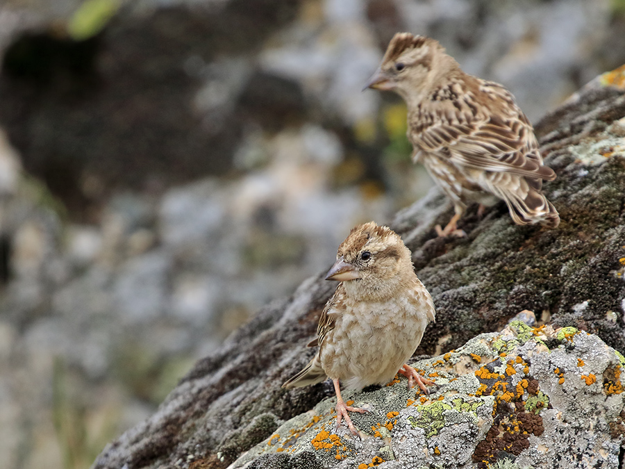 Rock Sparrow