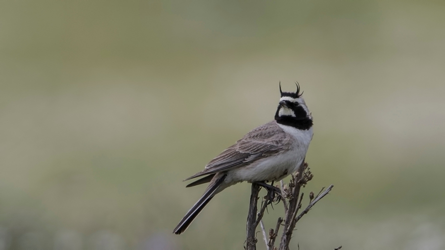 Horned Lark
