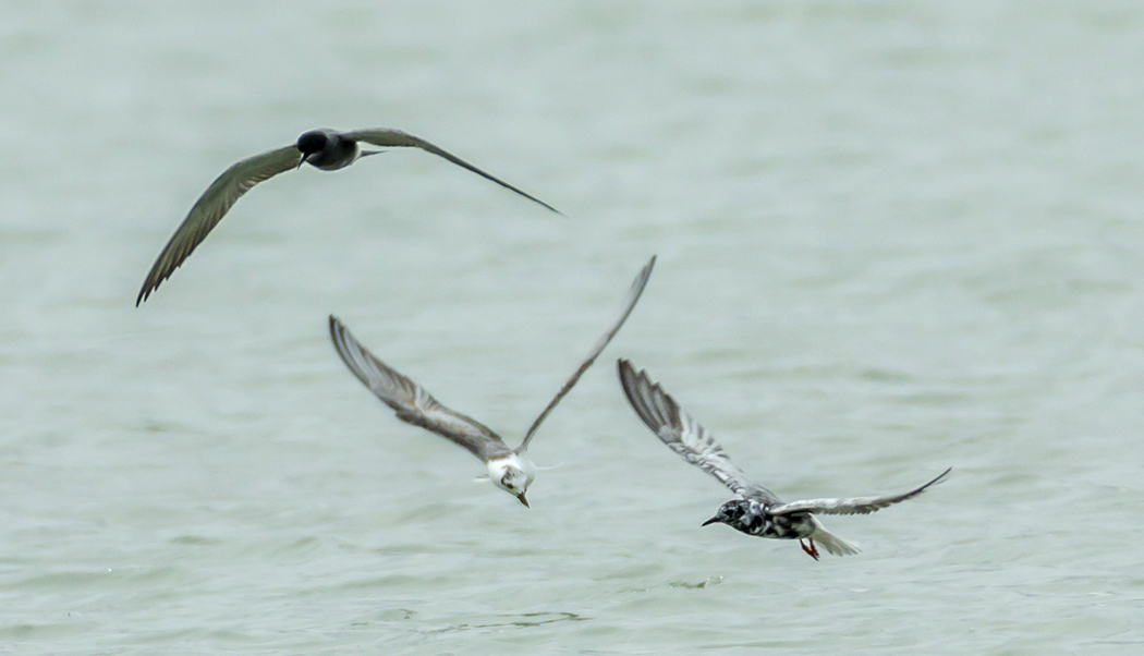White-winged Tern