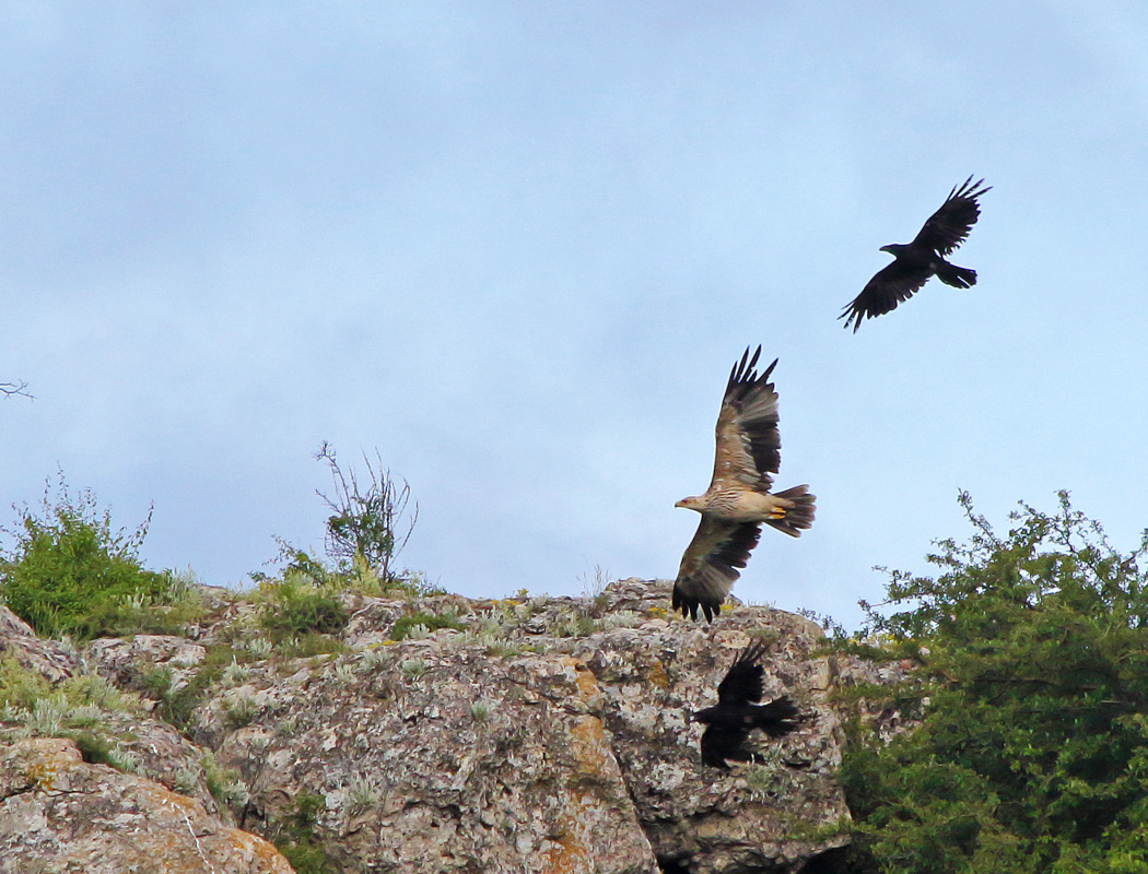 Eastern Imperial Eagle