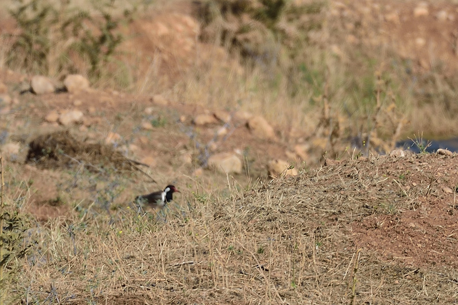 Red-wattled Lapwing