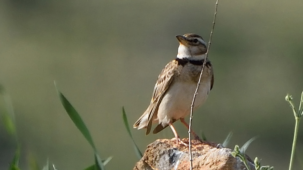 Bimaculated Lark