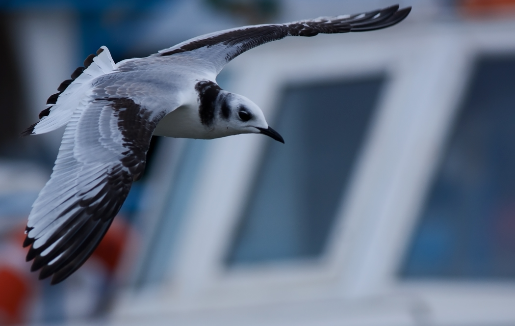 Black-legged Kittiwake