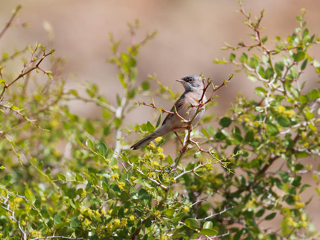 Spectacled Warbler