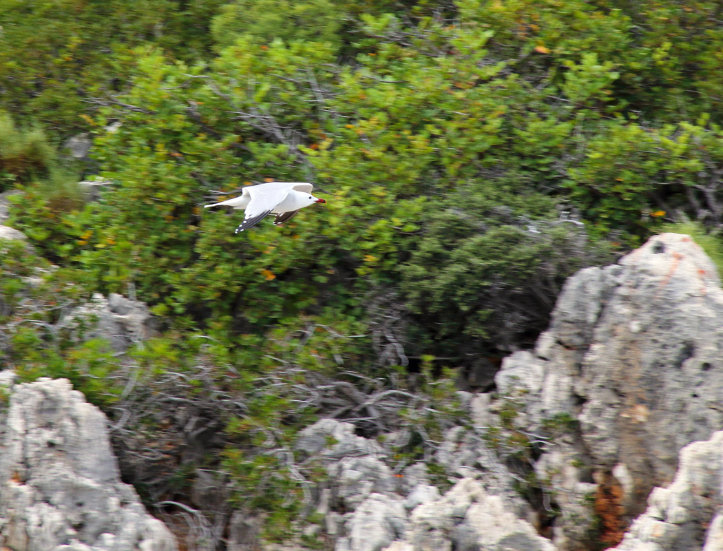 Audouin`s Gull