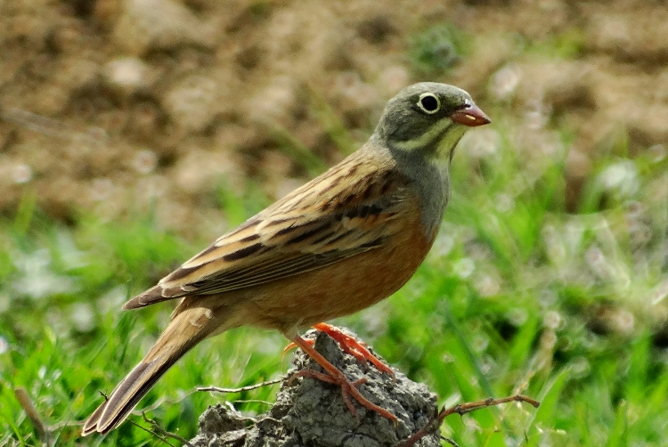 Ortolan Bunting