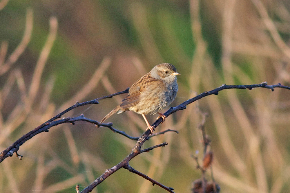 Dunnock