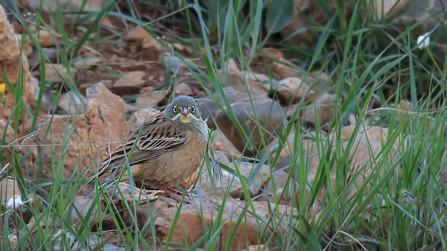 Ortolan Bunting