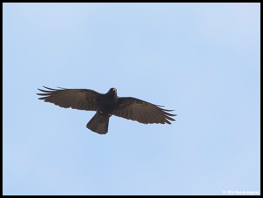 Alpine Chough