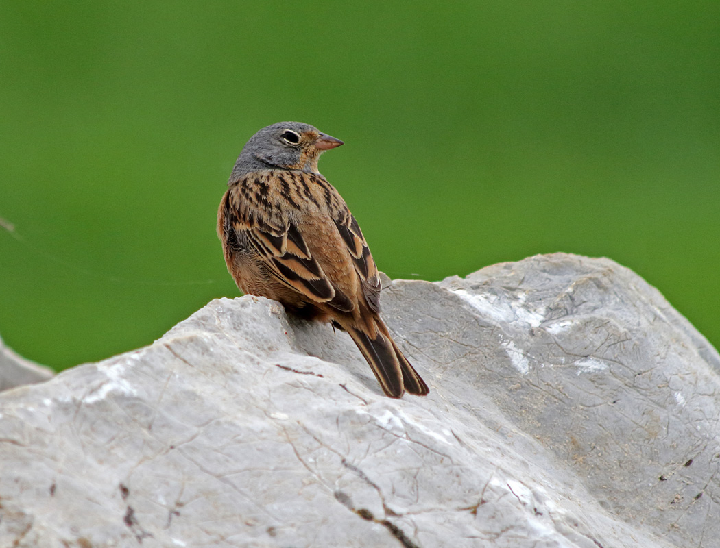 Cretzschmar`s Bunting