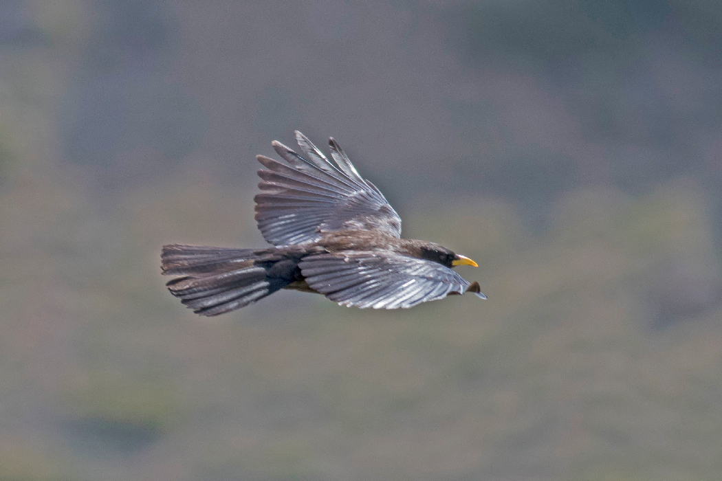 Alpine Chough