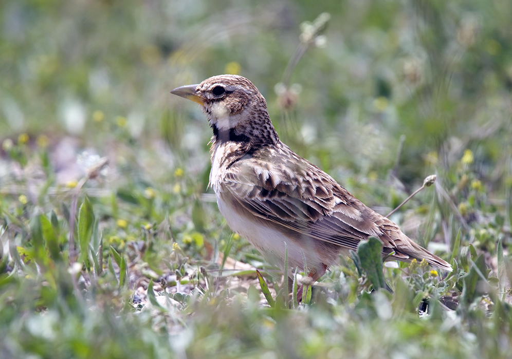 Bimaculated Lark