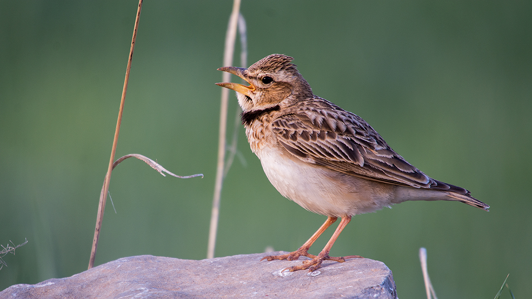 Bimaculated Lark