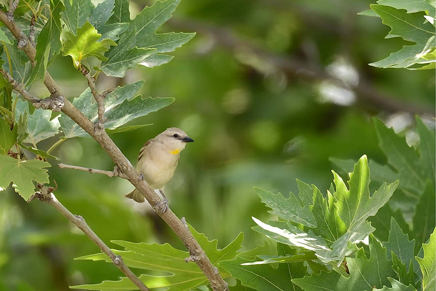 Yellow-throated Sparrow