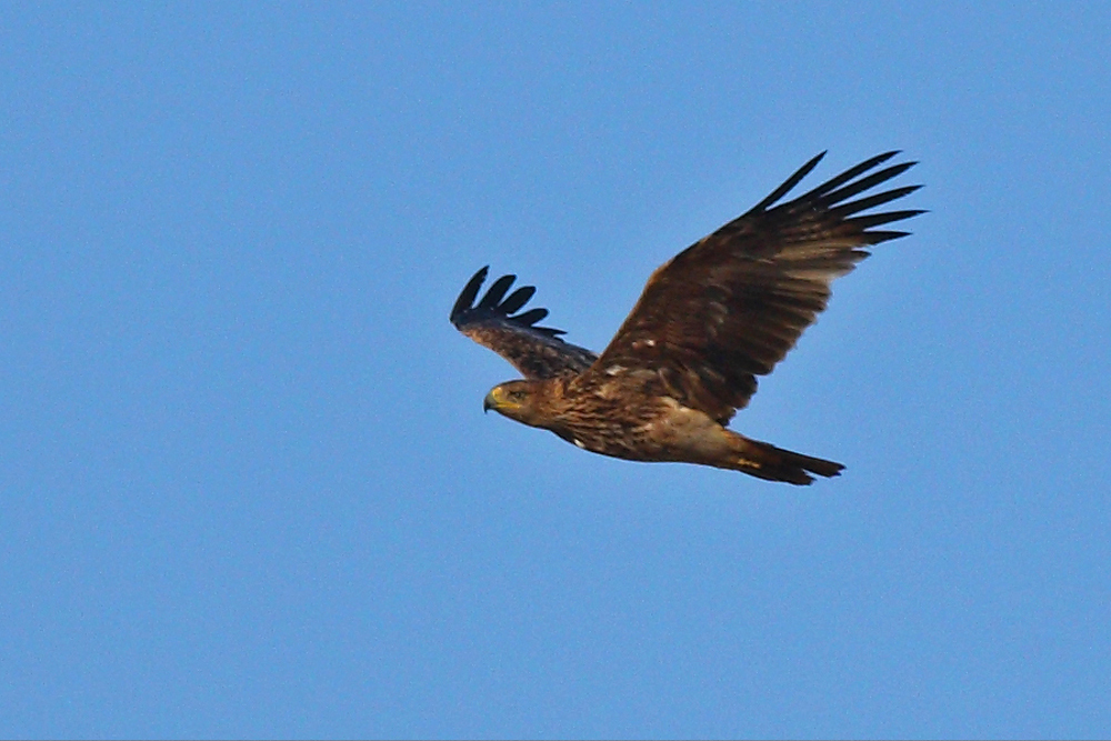 Eastern Imperial Eagle