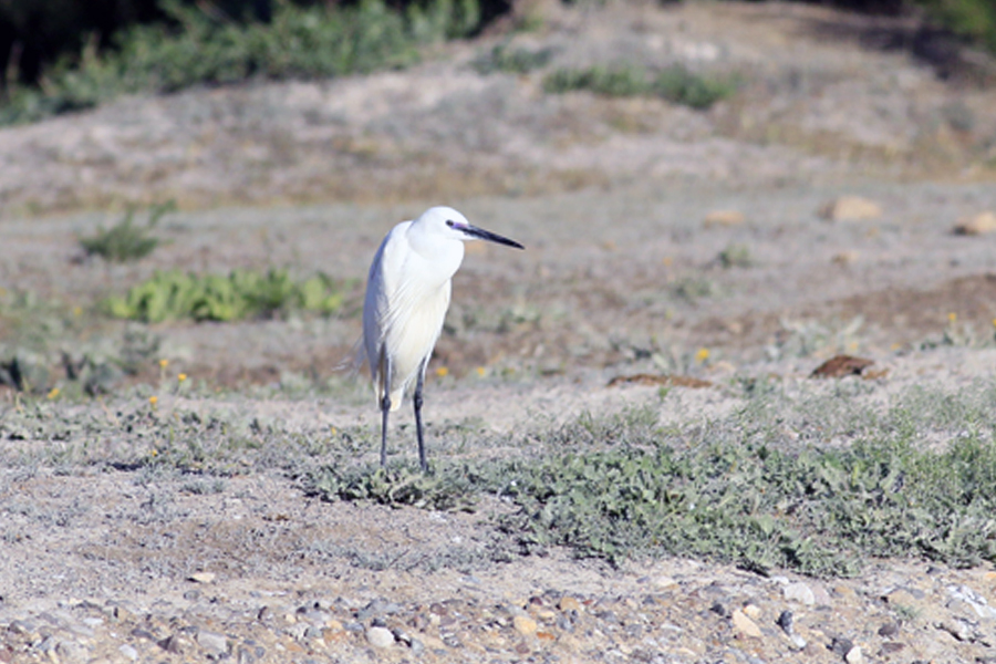 Little Egret