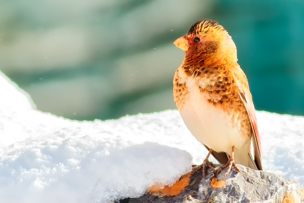 Eurasian Crimson-winged Finch