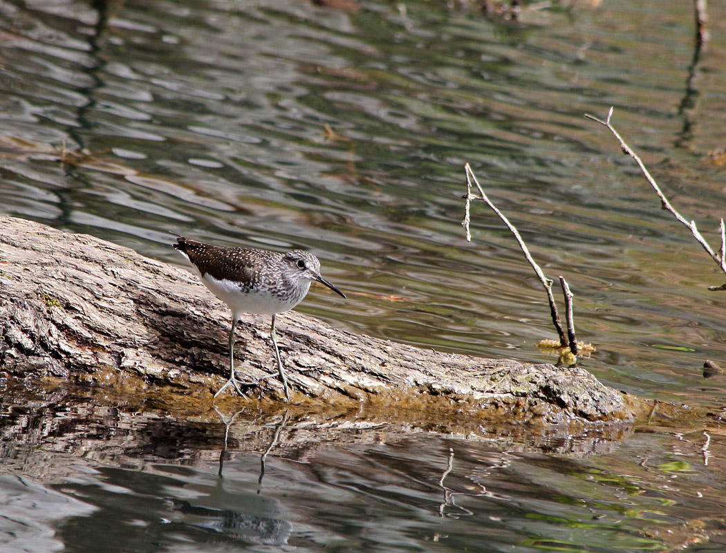 Green Sandpiper