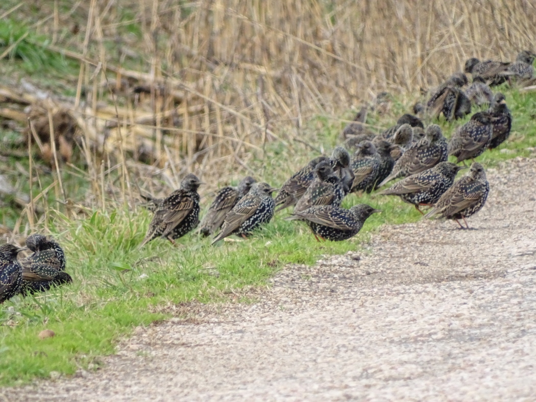 Common Starling
