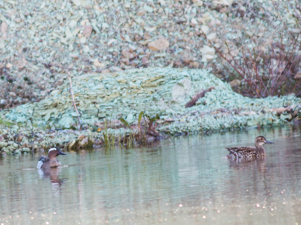 Garganey