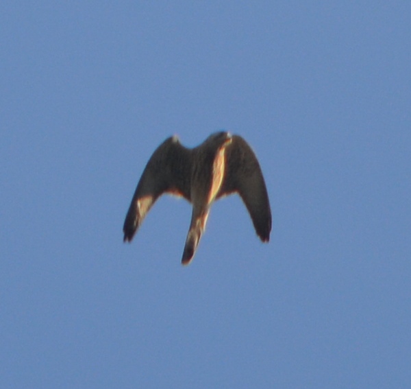 Common Kestrel