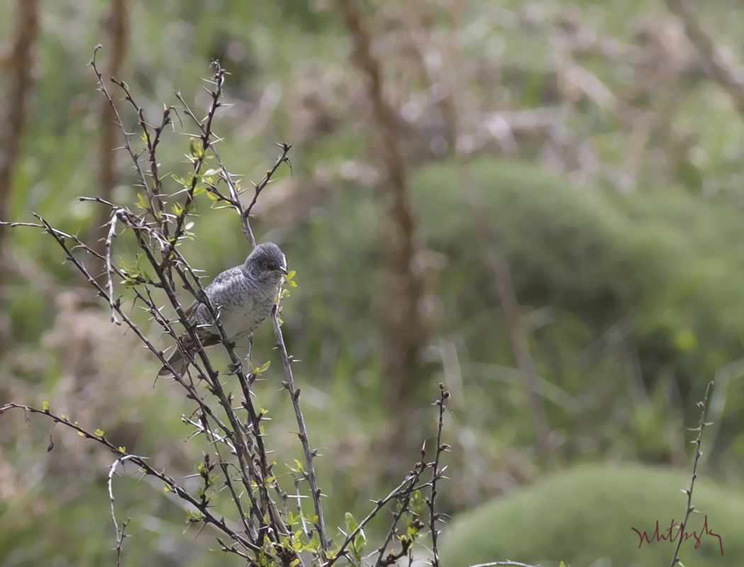 Barred Warbler