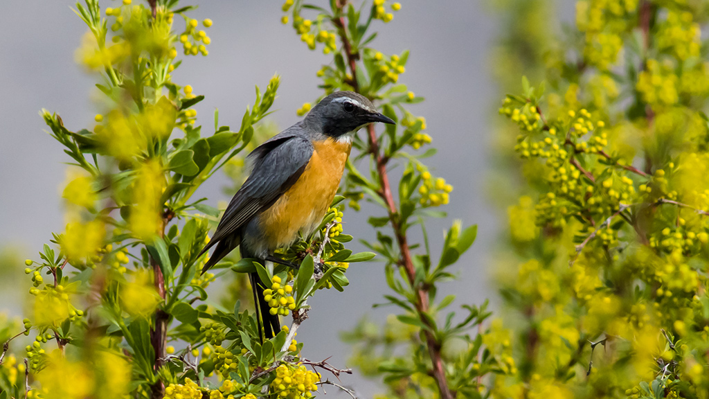 White-throated Robin