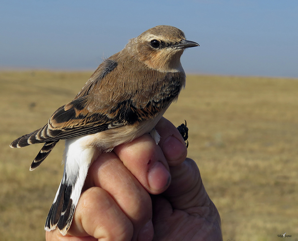 Northern Wheatear