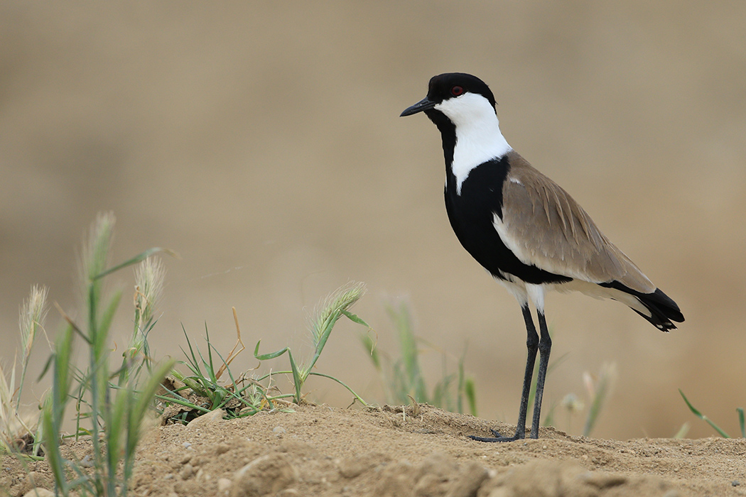 Spur-winged Lapwing