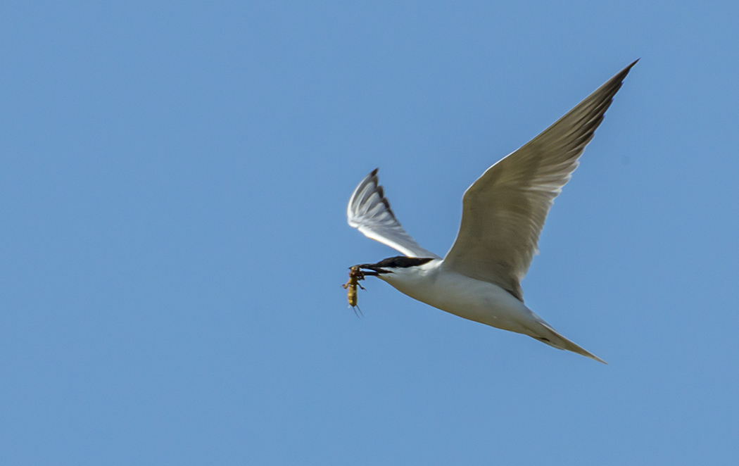 Gull-billed Tern