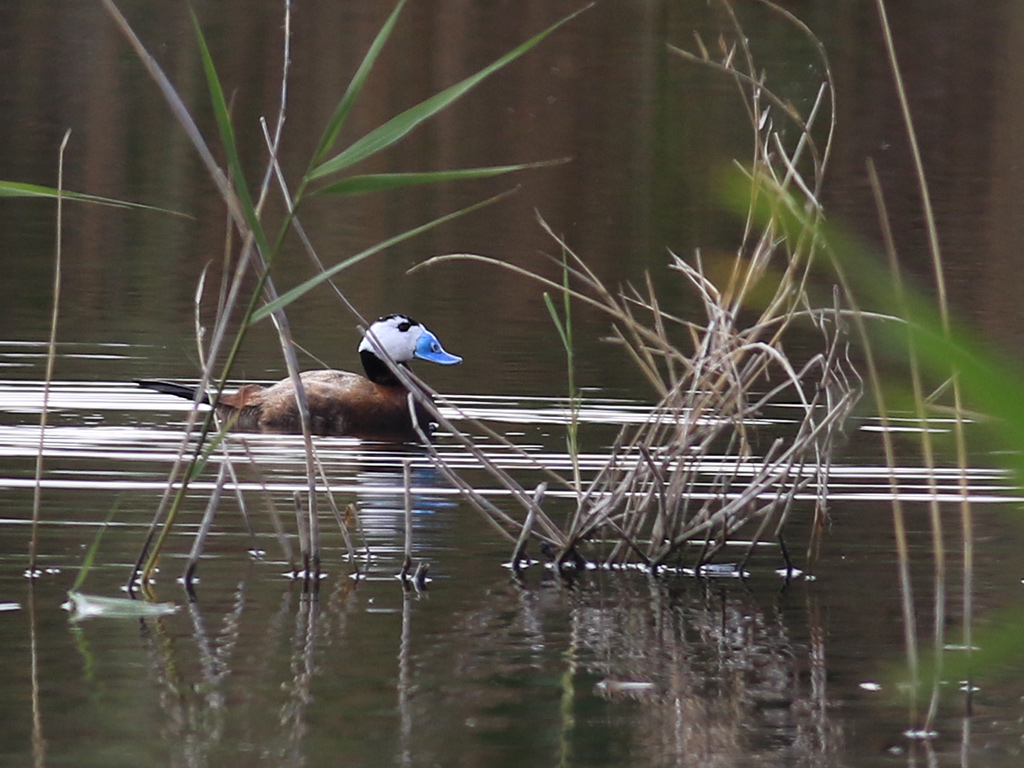 White-headed Duck