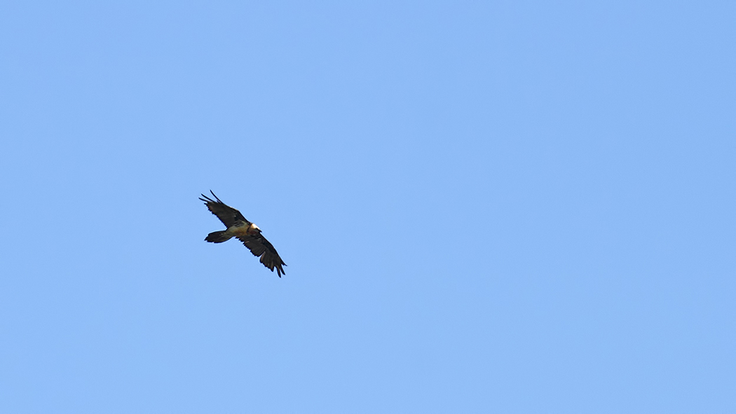 Bearded Vulture
