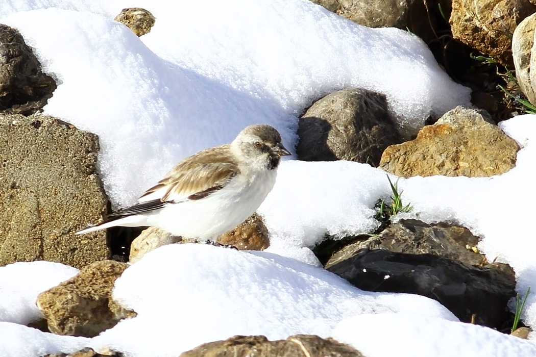 White-winged Snowfinch