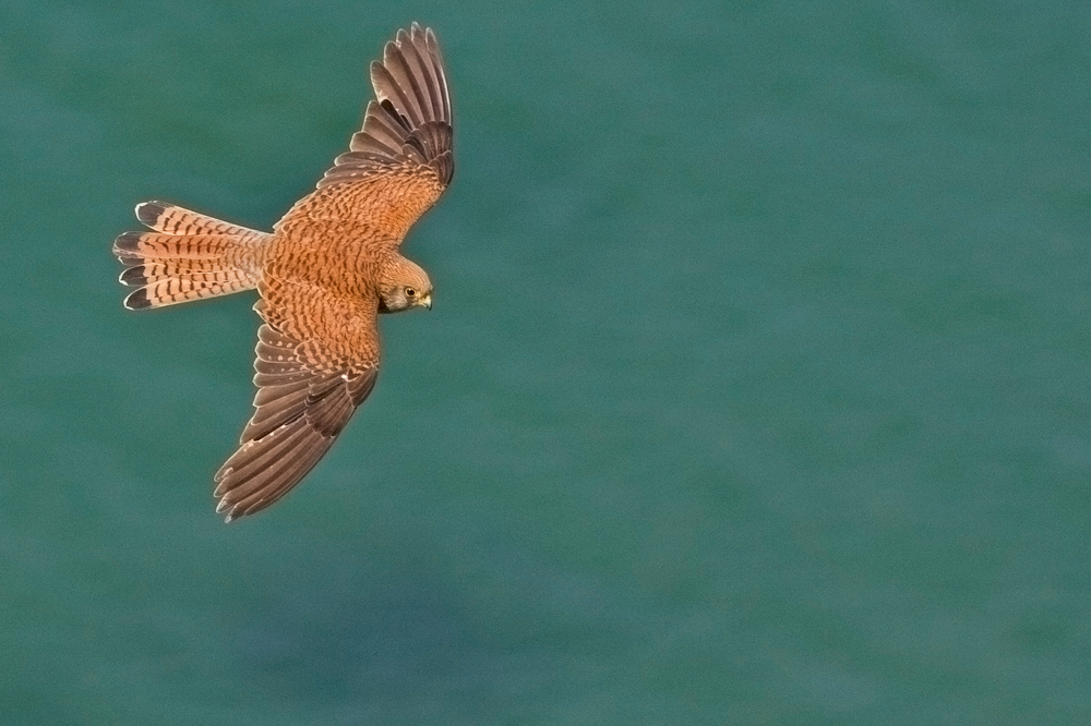 Lesser Kestrel
