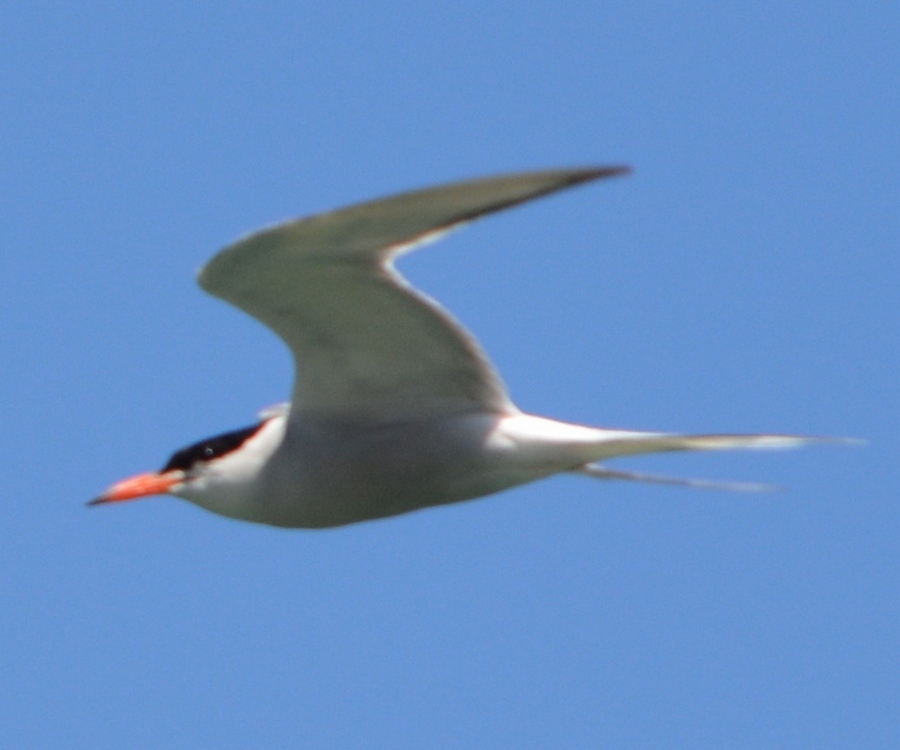 Common Tern