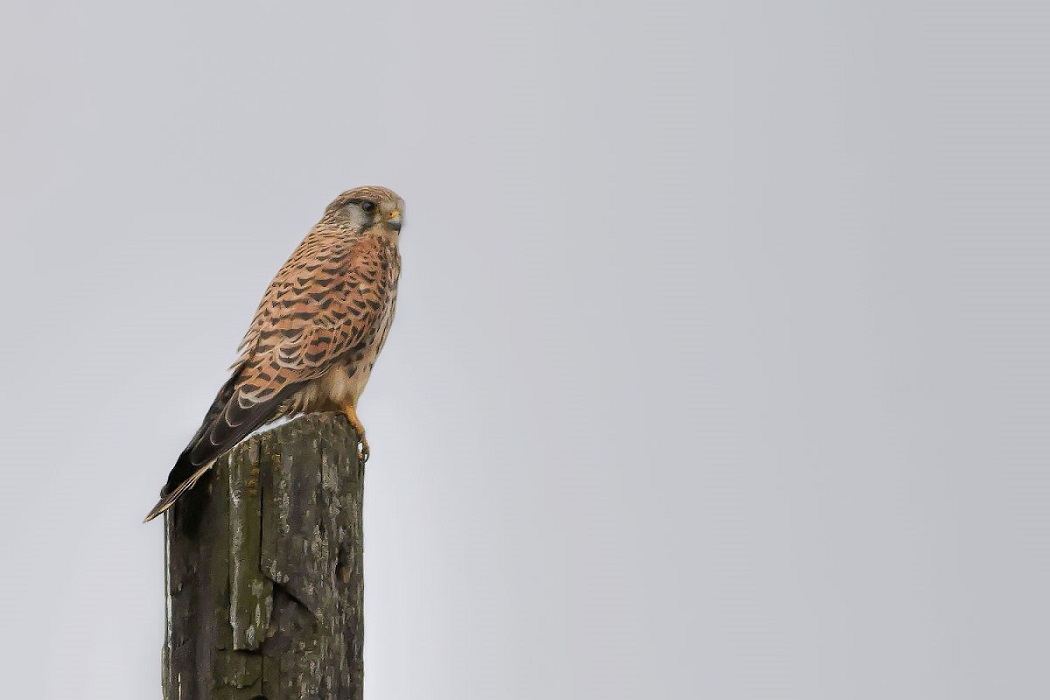 Common Kestrel