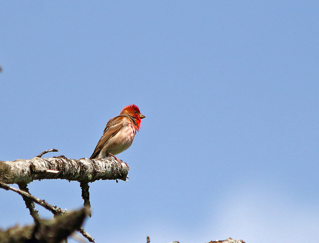 Common Rosefinch