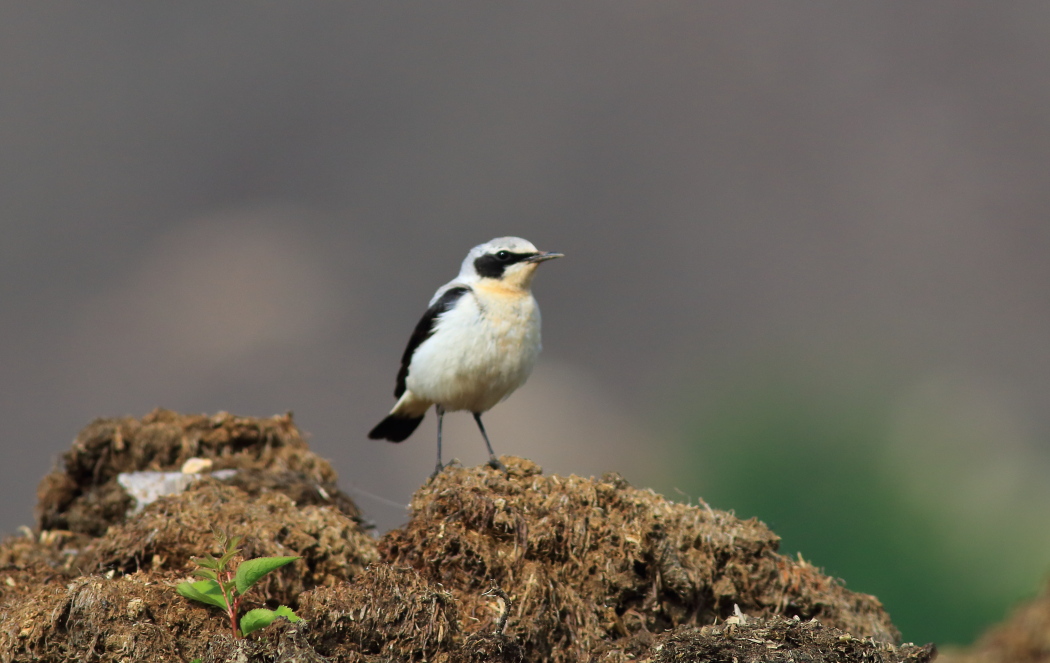 Northern Wheatear