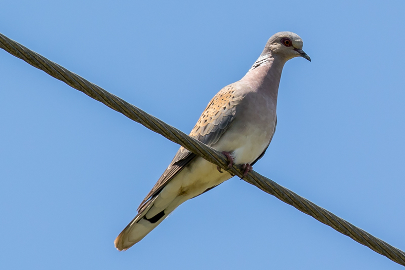 European Turtle Dove