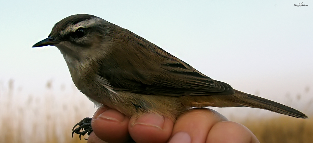 Moustached Warbler