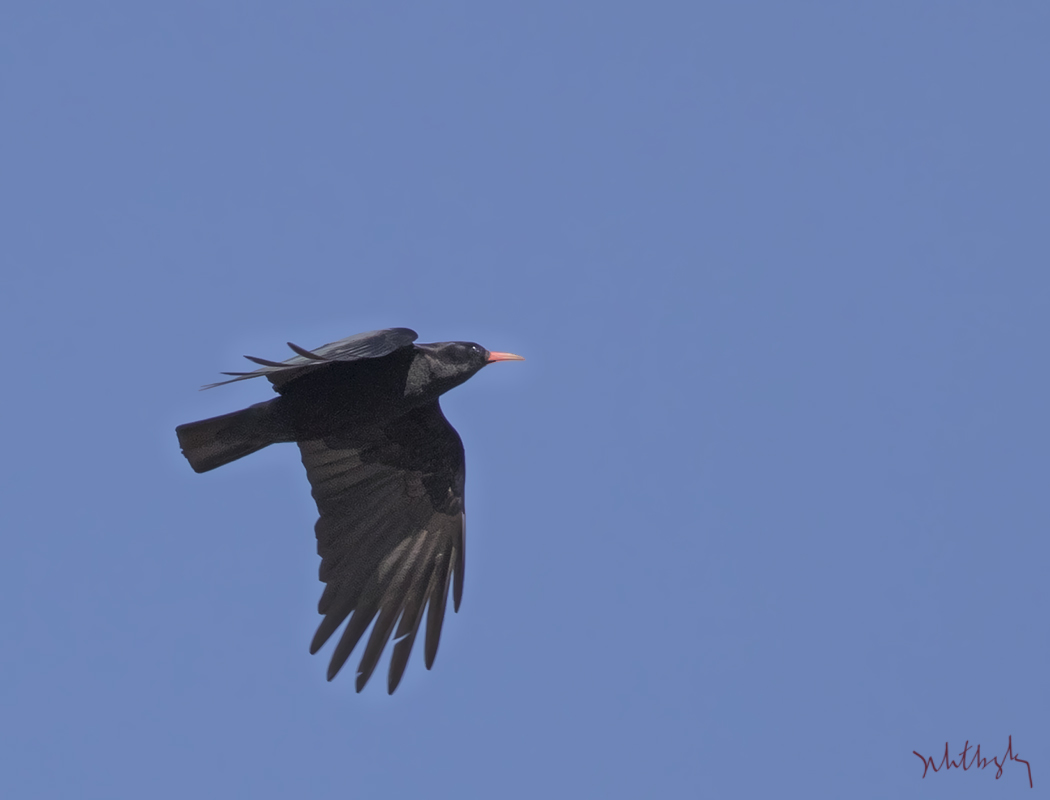 Red-billed Chough