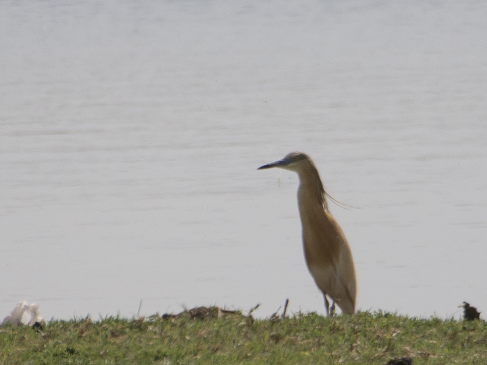 Squacco Heron
