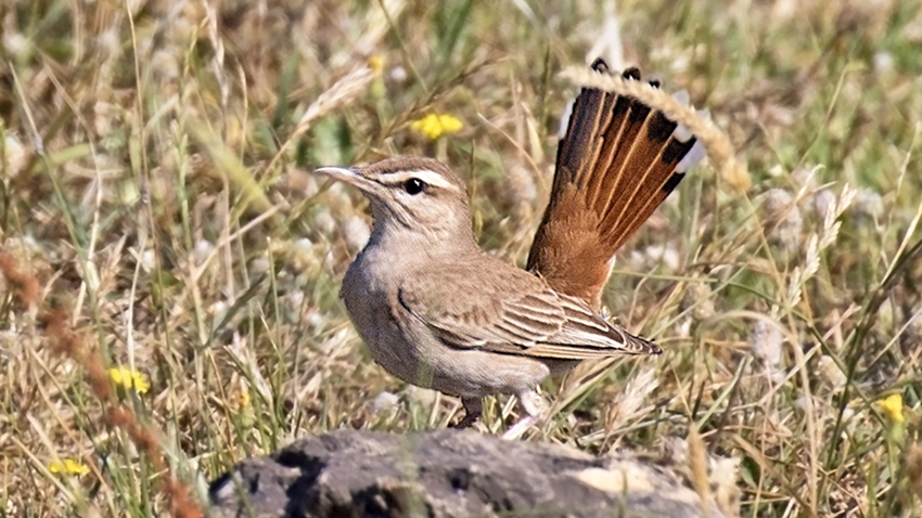 Rufous-tailed Scrub Robin
