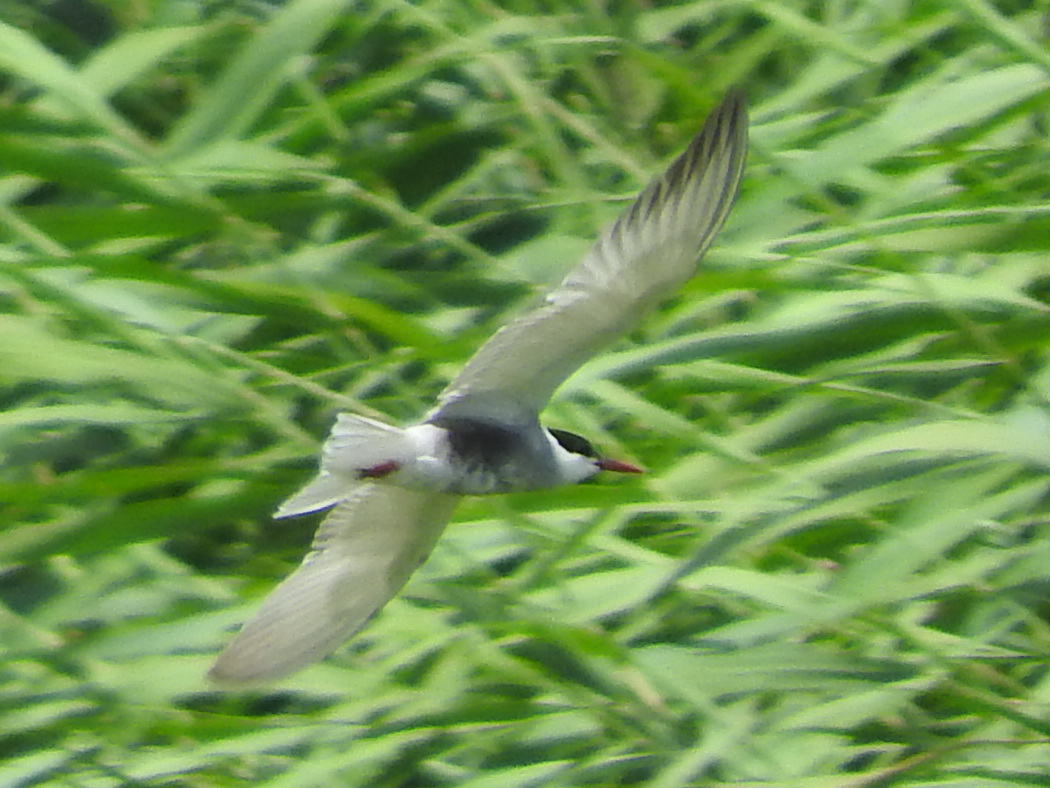 Whiskered Tern