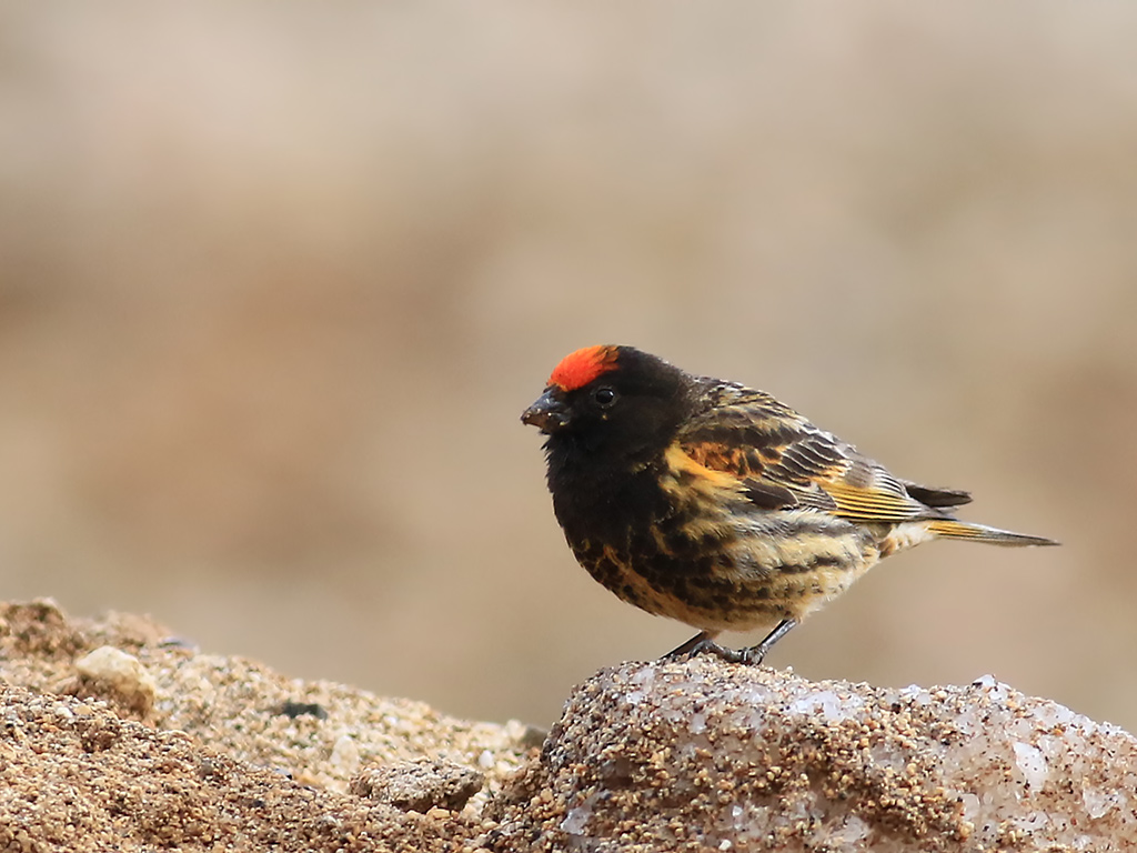 Red-fronted Serin