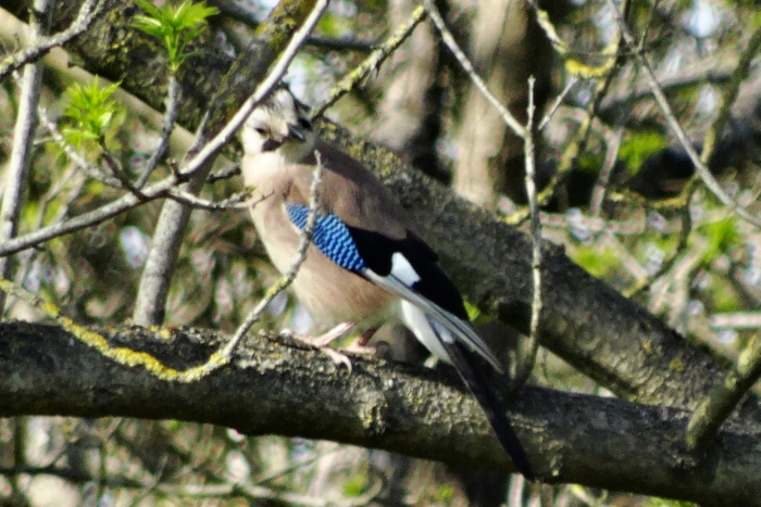 Eurasian Jay