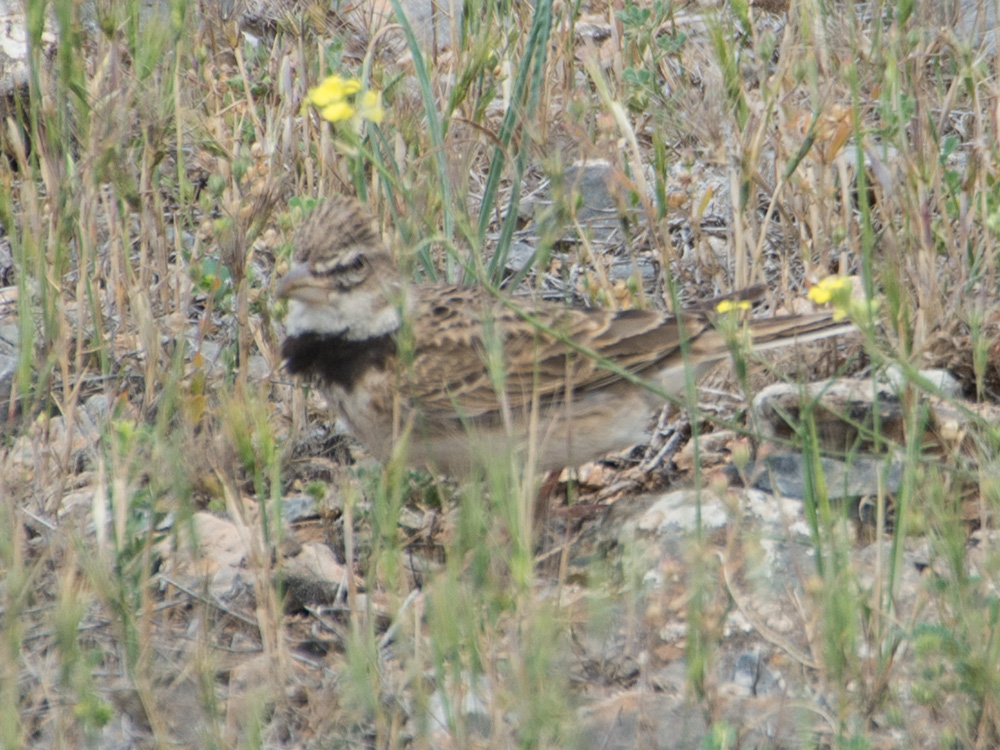 Bimaculated Lark