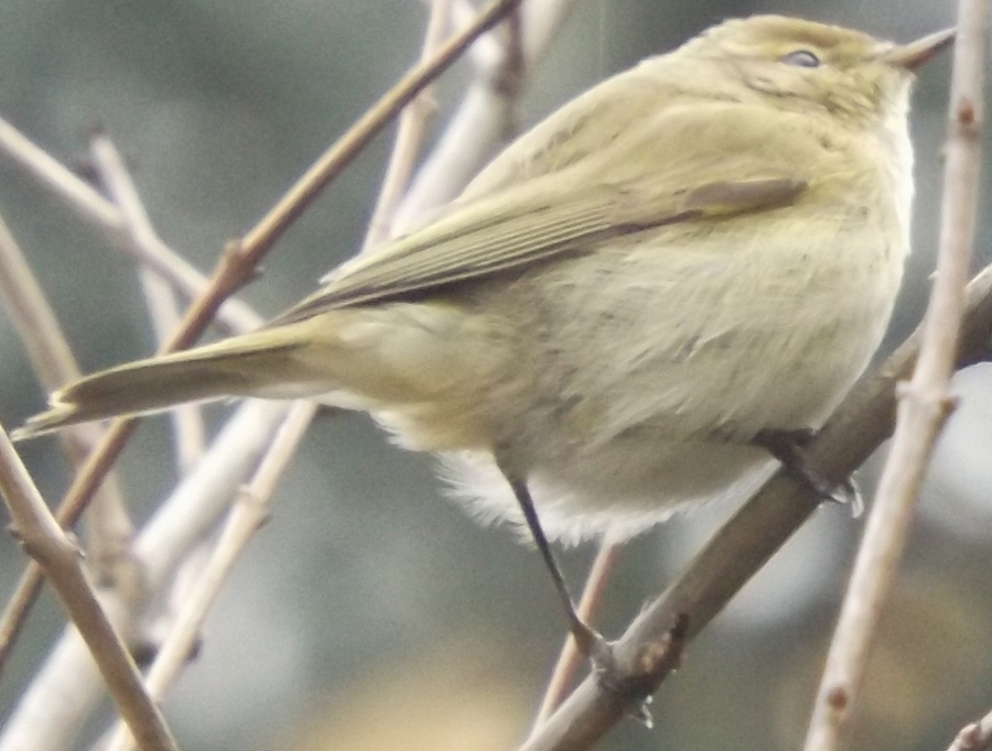 Common Chiffchaff